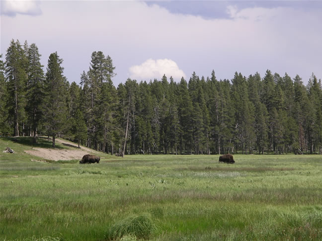 images/G-Watching Bison , returning from Mammoth (1).jpg